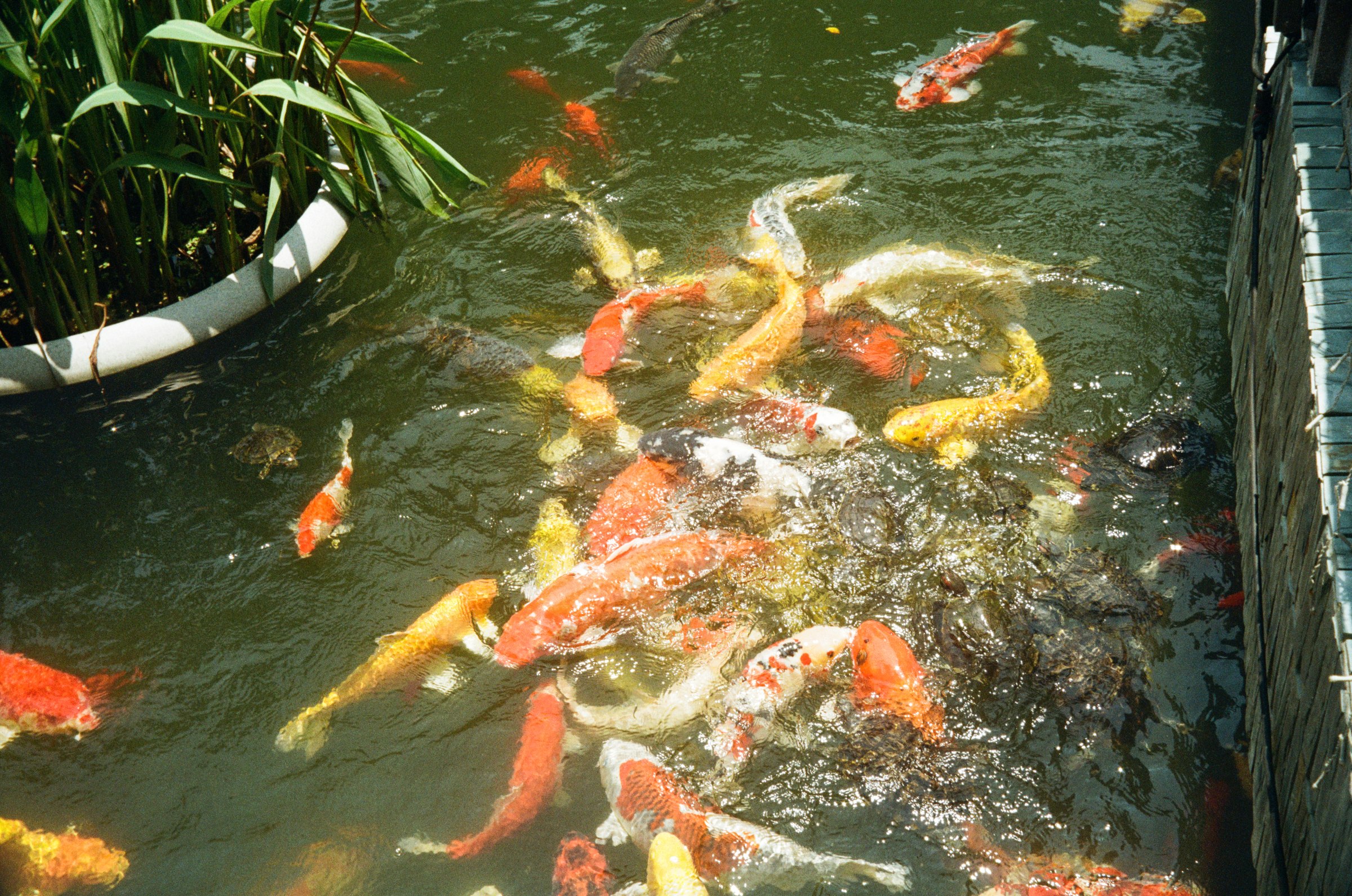 Koi fish swirling in a pond